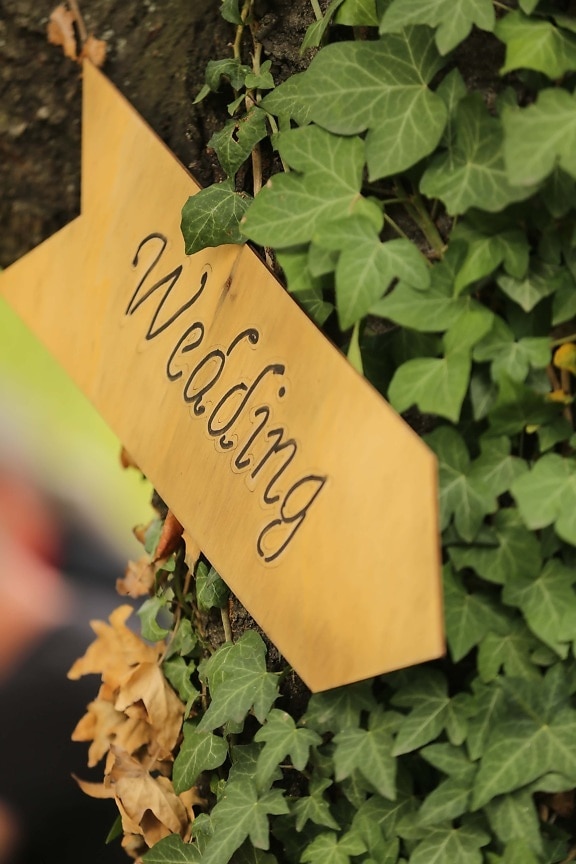 sign, wedding, ivy, wooden, leaf, nature, outdoors, summer, flora, bright