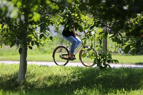outdoor, bicycle, recreation, cycling, spring time, cyclist, orchard, wheel, conveyance, vehicle