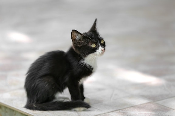 черный, котенок, вид сбоку, кошка, молодые, мило, кошачьи, животное, мех, глаз