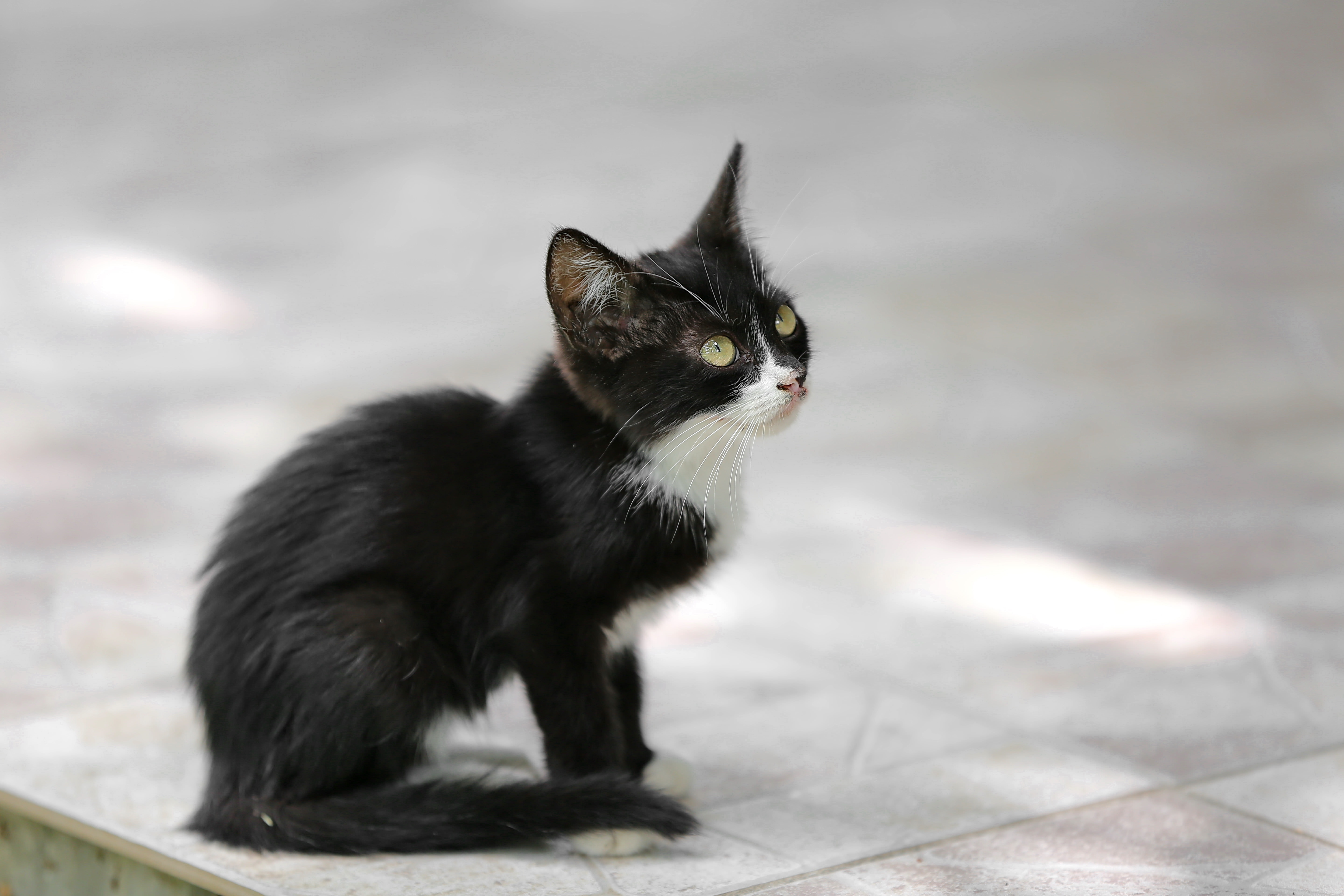 フリー写真画像 ブラック 子猫 横から見た図 Cat 若い かわいい ネコ科の動物 動物 毛皮 目