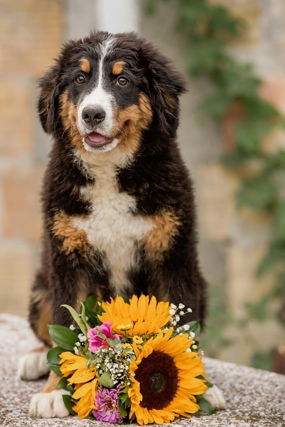 scottish sheepdog, shepherd dog, bouquet, sunflower, dog, pet, eye, fur, funny, outdoors