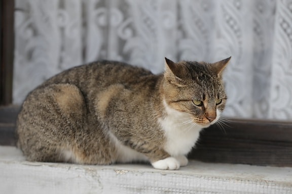 chat domestique, chat rayé, fenêtre, se détendre, minou, œil, chaton, félin, chat, Fourrure