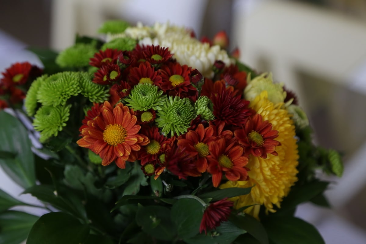 bouquet, chrysanthemum, close-up, colorful, plant, leaf, arrangement, flower, decoration, color