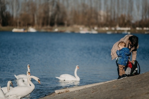 mother, son, enjoying, lakeside, swan, birds, beach, bird, waterfowl, water