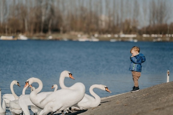 μωρό, Αγόρι, μικρό παιδί, Κύκνος, δίπλα στη λίμνη, Χειμώνας, πουλί, νερό, ράμφος, φτερό