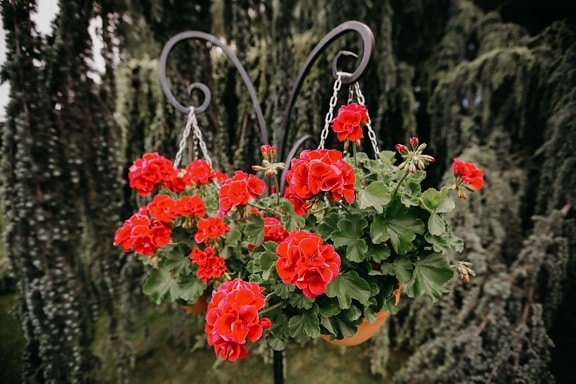 geranium, flowerpot, cast iron, hanging, still life, nature, garden, herb, spring, flower