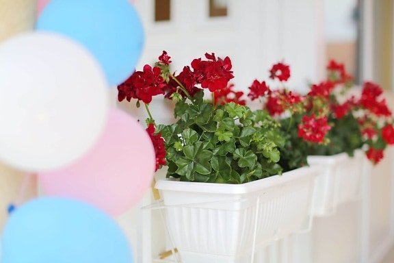Герань, партия, воздушный шар, цветочный горшок, элегантный, цветок, лето, лист, в помещении, флора