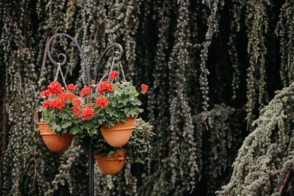 géranium, jardin fleuri, suspendu, pot de fleurs, arbre, jardin, fleur, feuille, flore, nature