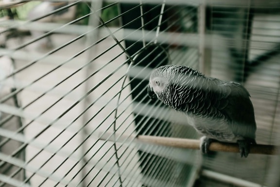 parrot, bird, cage, fence, feather, wire, steel, nature, blur, animal