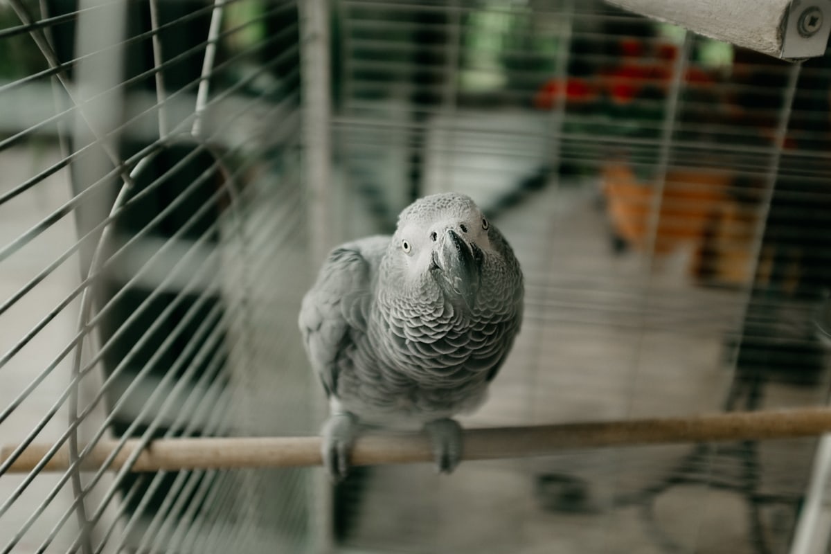 Loro, gris, mascota, jaula de, pájaro, animal, cerca de, pluma, lindo, vertical