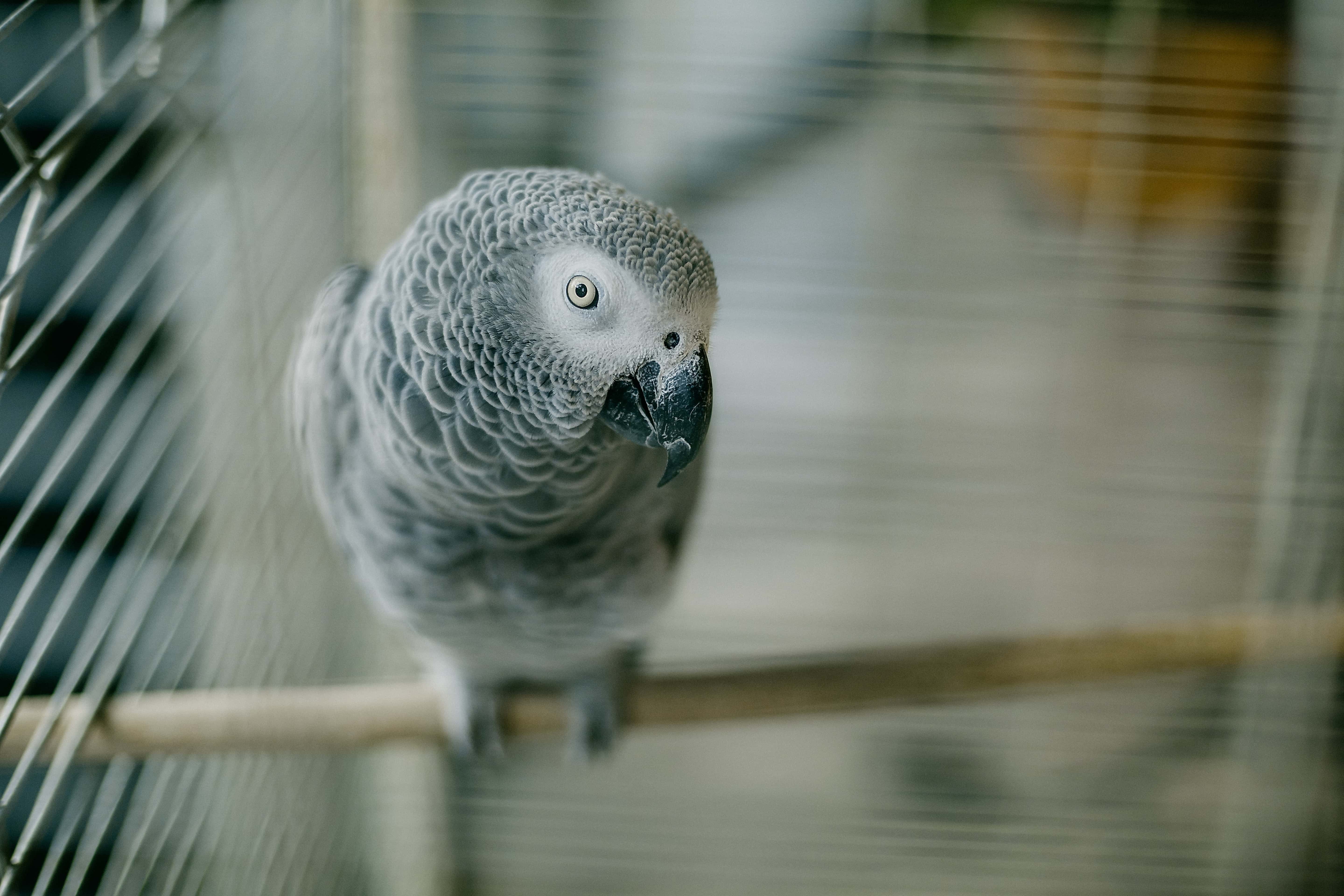 フリー写真画像 鳥 オウム 間近 頭 熱帯鳥 グレー 翼 くちばし 野生動物 ぼかし