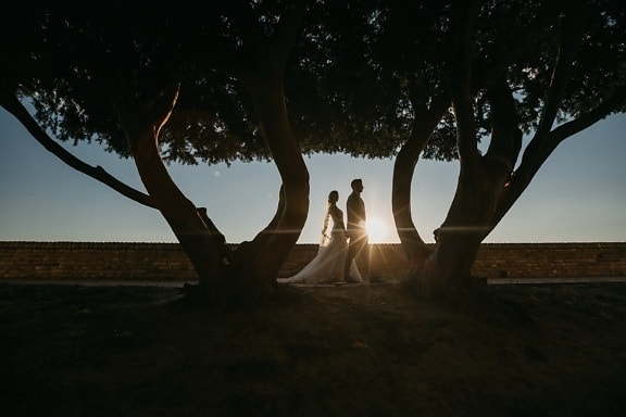 walking, sunset, just married, sunspot, shadow, sunrays, dawn, tree, backlight, landscape