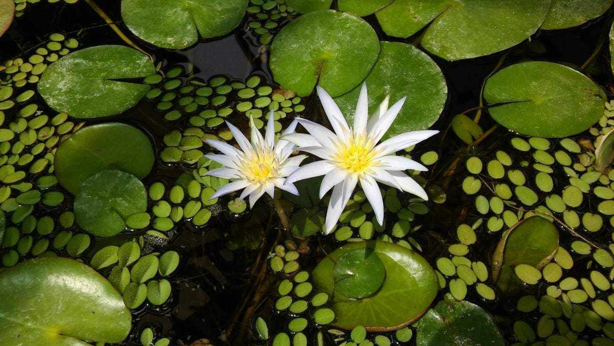 lilia wodna, biały kwiat, pozostawia, kwitnienie, zielonych liści, staw, lotus, rośliny wodne, natura, wodnych