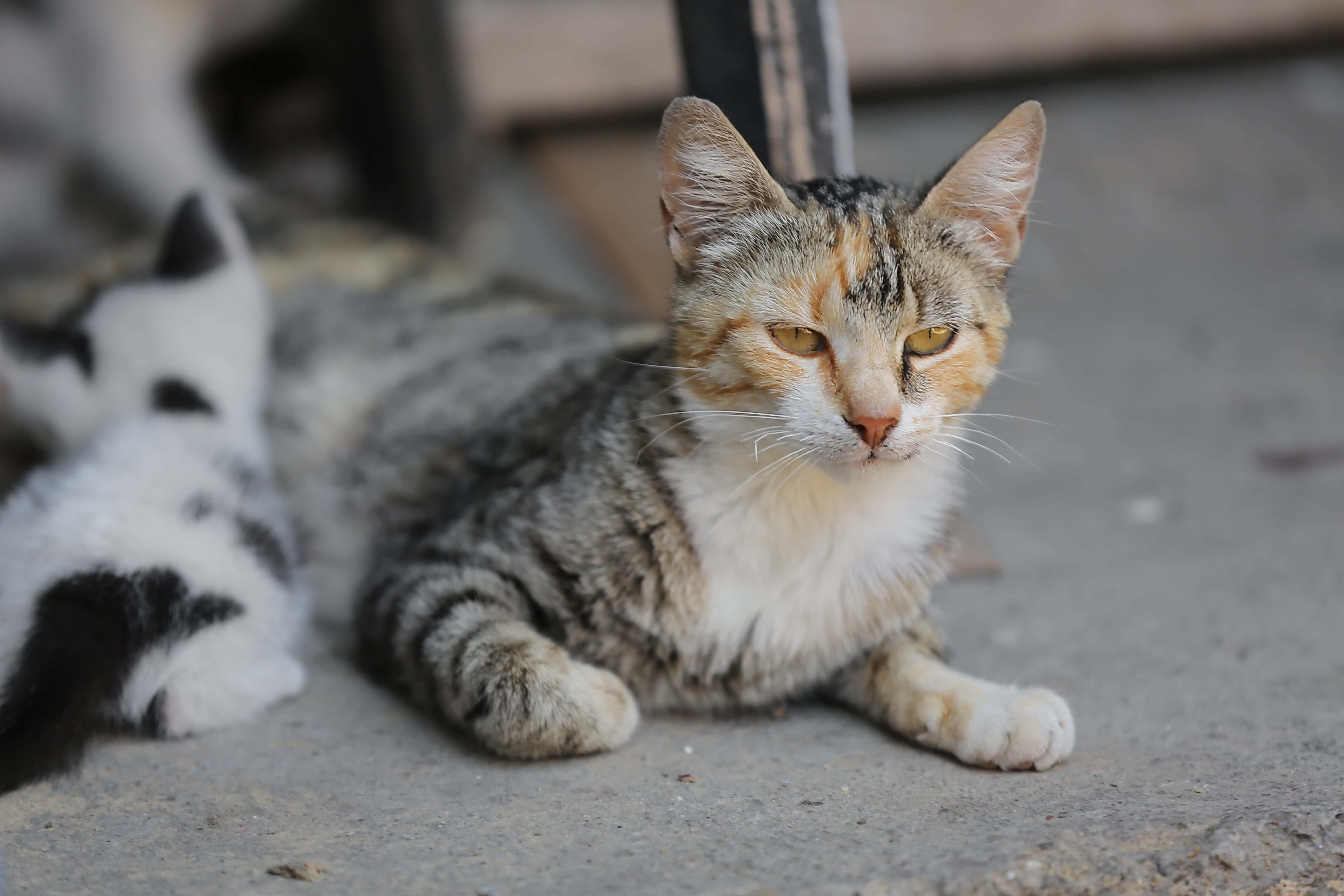 フリー写真画像 子猫 国内の猫 ペット ひげ かわいい ネコ科の動物 目 毛皮 Cat キティ