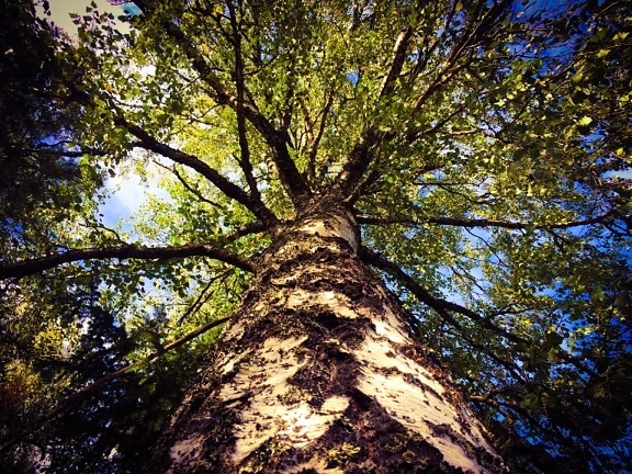 pod ním, veľký, strom, vysoký, drevo, príroda, rastlín, les, krídlo, pekného počasia
