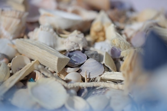seashell, details, many, shell, blur, traditional, merchandise, dry, horizontal, invertebrate