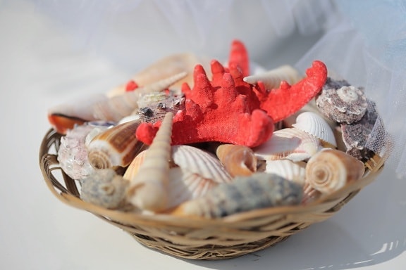 seashell, details, wicker basket, close-up, traditional, still life, shellfish, basket, conch, mollusk