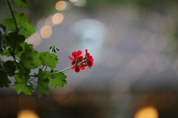 geranium, backlight, blurry, twig, plant, blur, leaf, nature, color, flora
