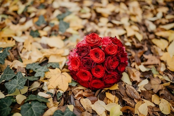 yellow leaves, autumn season, ivy, red, roses, bouquet, gifts, rose, leaf, love