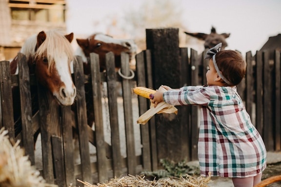 child, feeding, horses, ranch, barn, farm, cavalry, fence, rural, outdoors