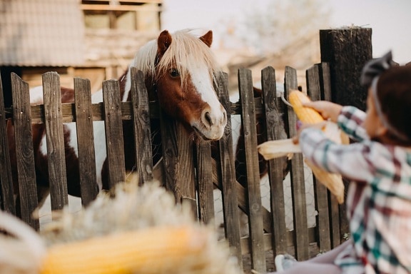 pony, horse, village, countryside, fence, feeding, child, corn, feed, eating