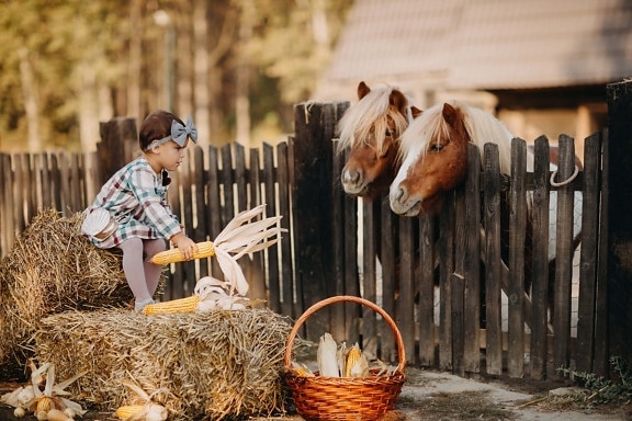 child, pretty girl, girl, horses, village, feeding, corn, barn, hay, farm