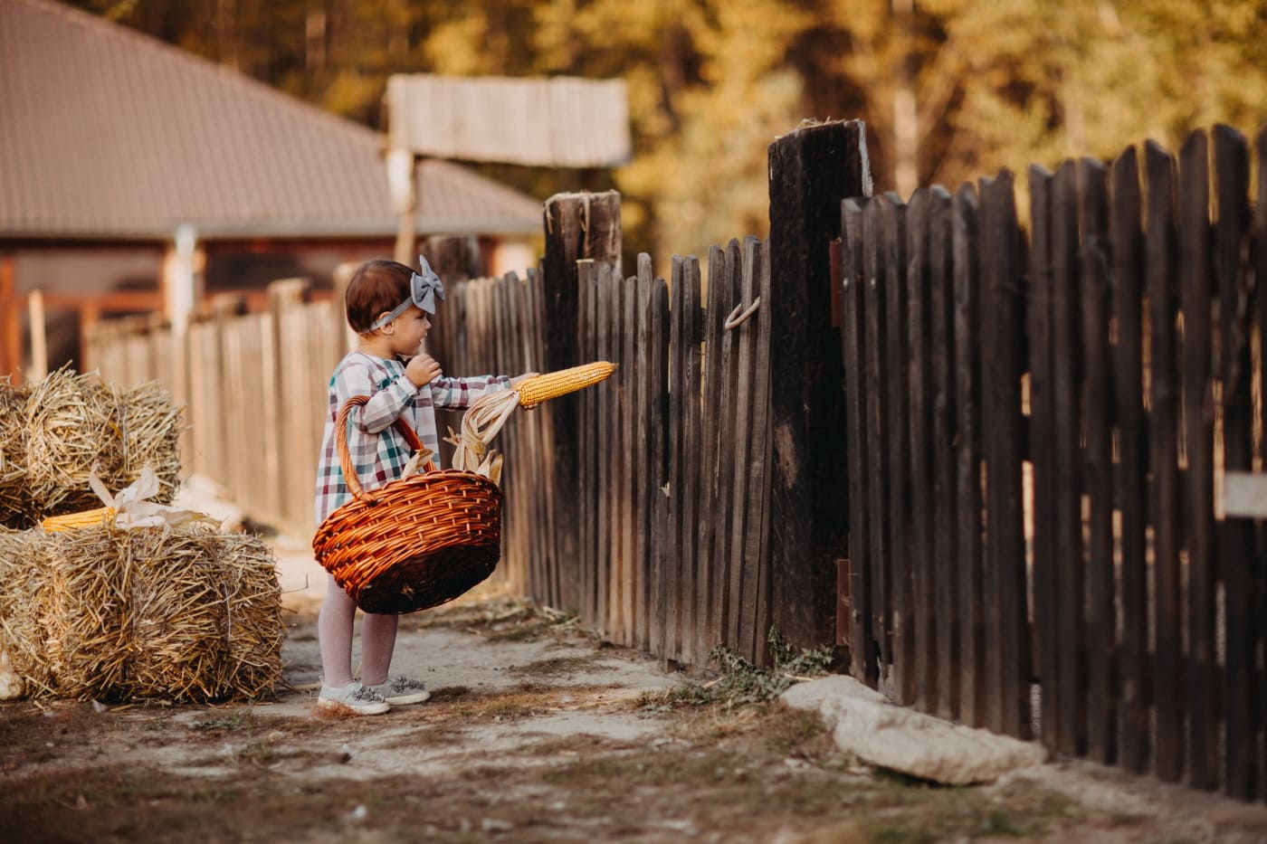 adorable, child, countryside, village, picket fence, wicker basket, people, fence, wood, outdoors