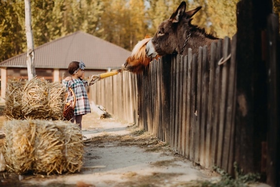 child, girl, donkey, horse, wicker basket, feeding, animals, corn, villager, village