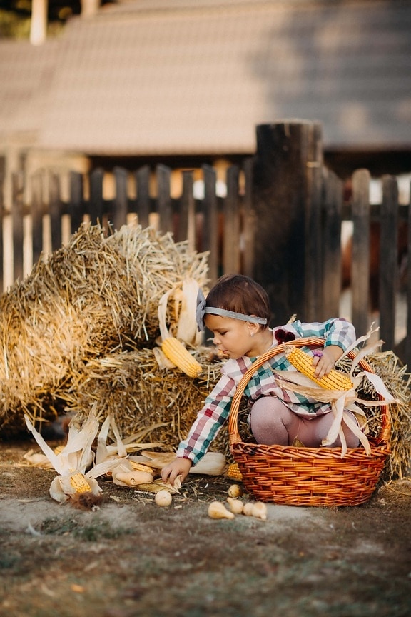 agricultor, infancia, niño, granero, alegre, cesta de mimbre, juguetón, felicidad, hay, mimbre