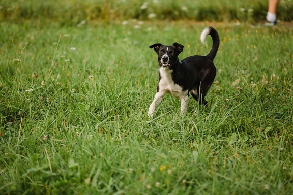 очарователни, черно, куче, ходене, зелена трева, домашен любимец, Ловно куче, кучешки, състезател, трева