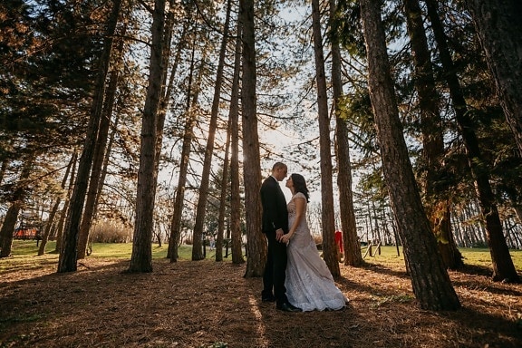 kiss, forest, backlight, newlyweds, park, bride, girl, wood, wedding, tree