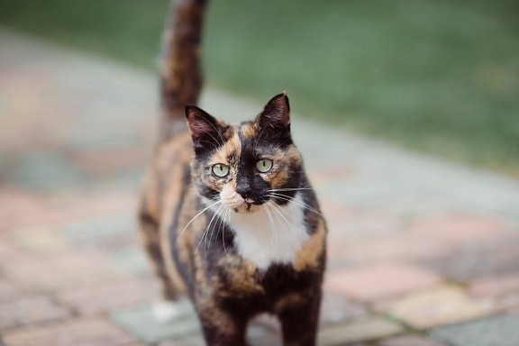 domestic cat, tricolor, looking, portrait, feline, domestic, kitten, animal, pet, eye
