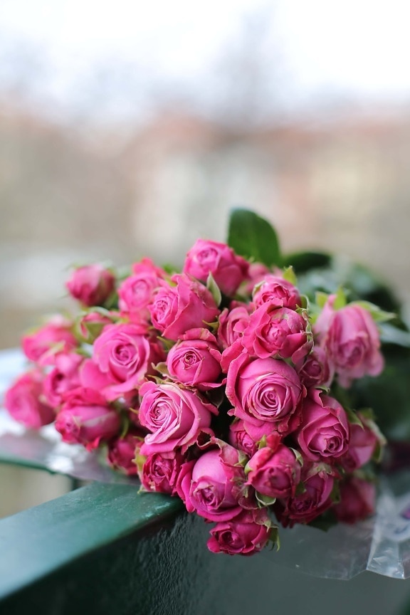 bouquet, arrangement, Rose, décoration, feuille, des roses, fleur, nature, Rose, épanouissement