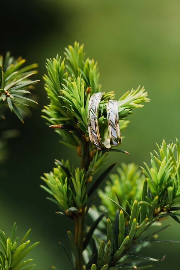conifers, wedding ring, hanging, rings, golden shine, blur, plant, herb, evergreen, nature