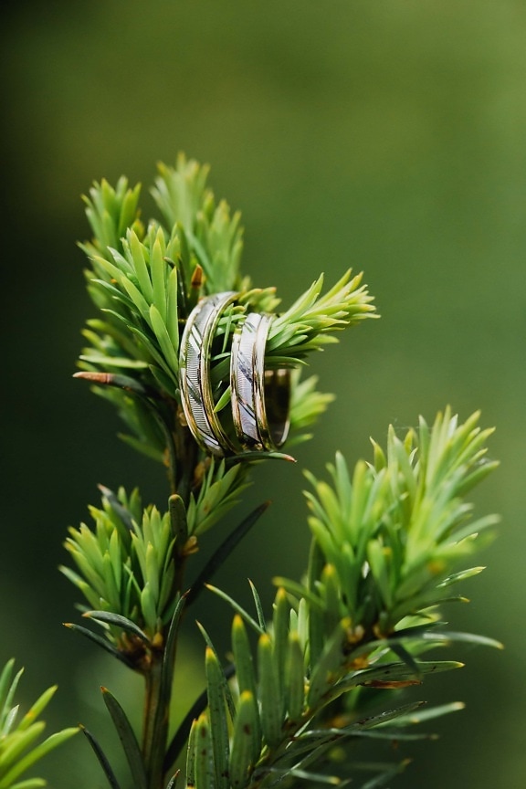 branches, tree, rings, jewelry, platinum, gold, plant, blur, herb, evergreen