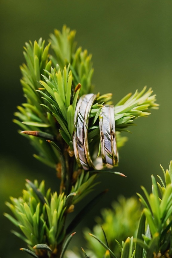 rings, shining, jewelry, detail, conifers, branches, evergreen, plant, blur, herb