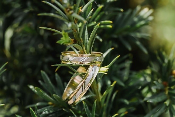 pine, branchlet, pair, wedding ring, rings, reflection, golden shine, close-up, plant, evergreen
