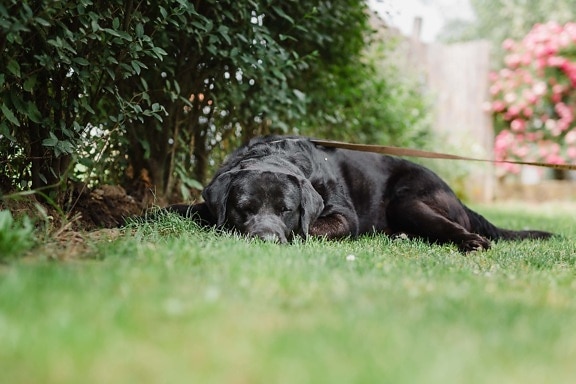 black, dog, sleeping, lawn, hunting dog, retriever, grass, pet, animal, canine