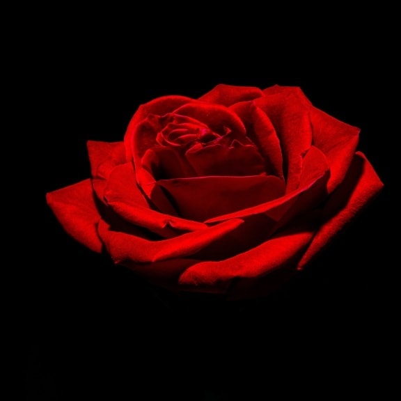 червоний, Троянда, Фотографія, фото-студії, близьким, Темний, тінь, Темрява, квітка, Романтика