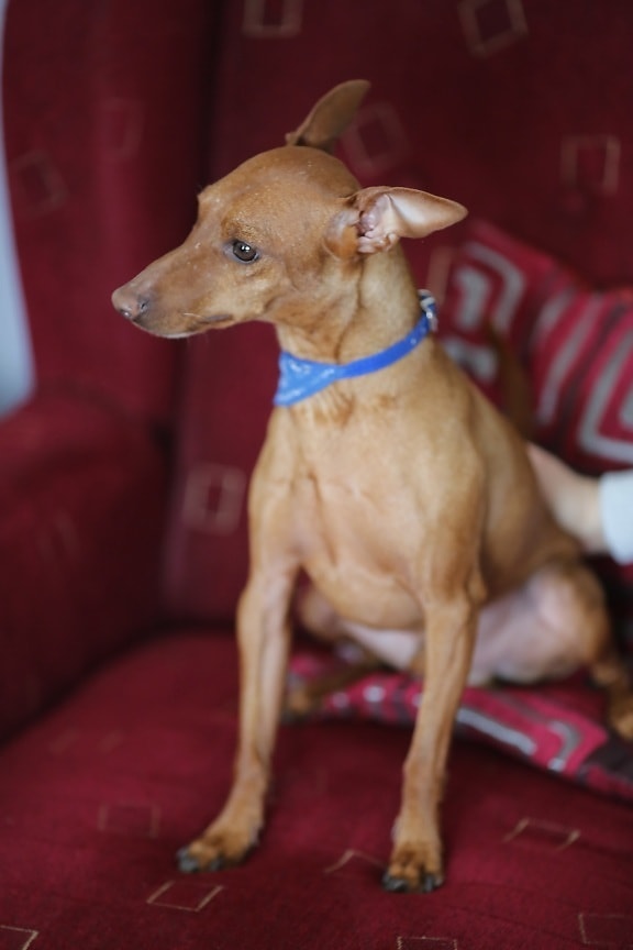 sitting, dog, light brown, posing, small, purebred, slim, pedigree, miniature, hound