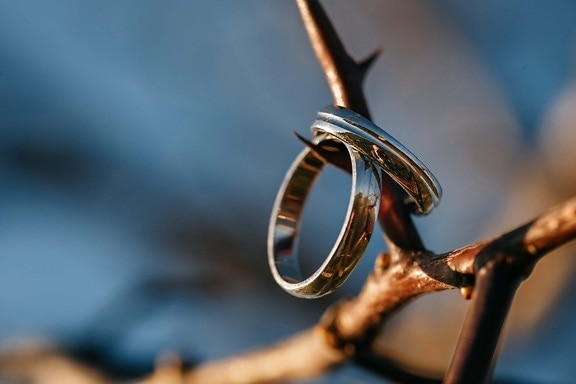 branch, wedding ring, jewelry, thorn, rings, acacia, gold, golden glow, blur, outdoors