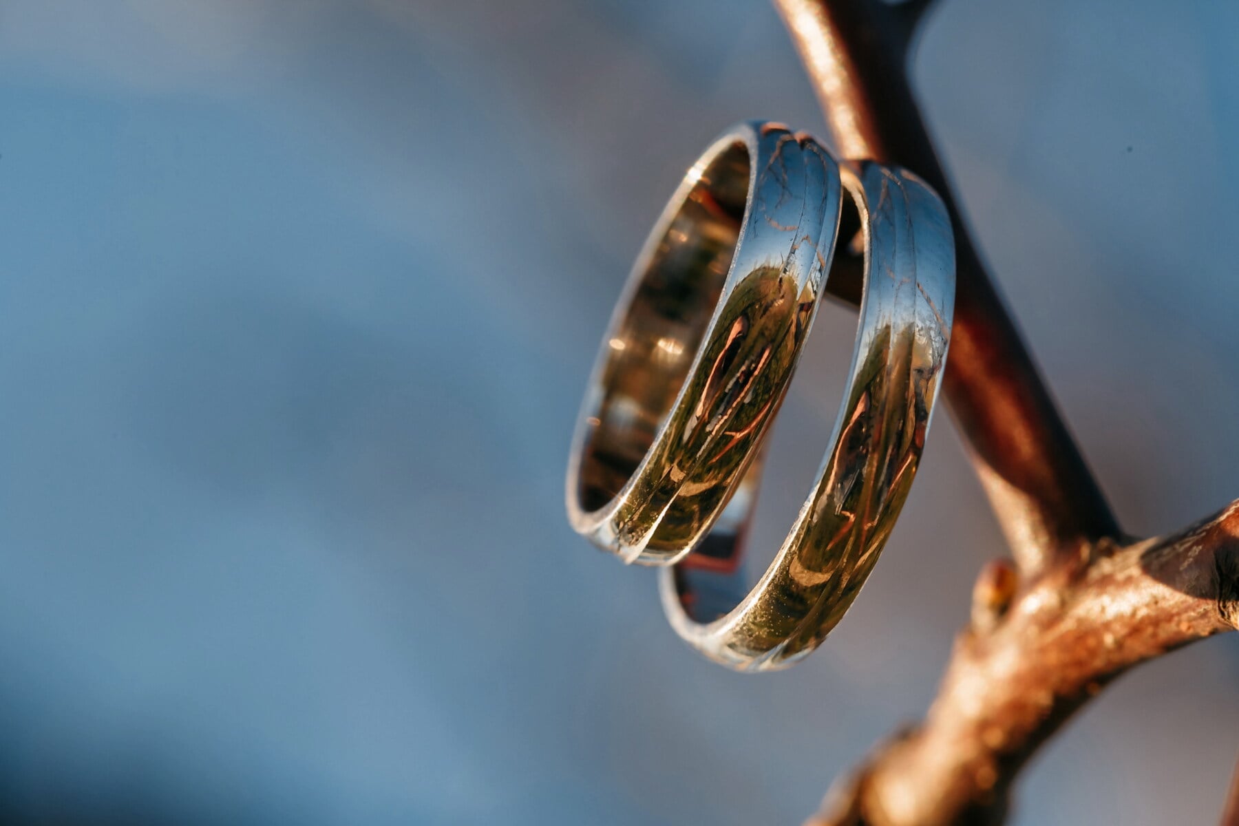 pair, rings, platinum, sunrays, metal, branches, golden shine, reflection, close-up, wedding