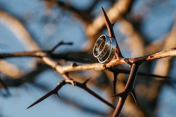 sharp, thorn, branchlet, wedding ring, gold, golden glow, rings, blur, outdoors, wood