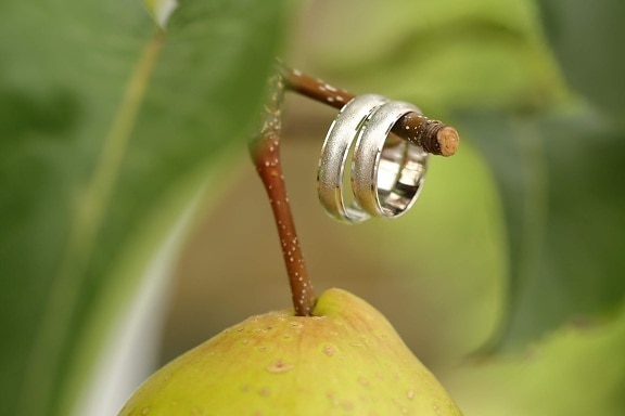 pear, jewelry, fruit tree, rings, branchlet, close-up, leaf, nature, fruit, blur