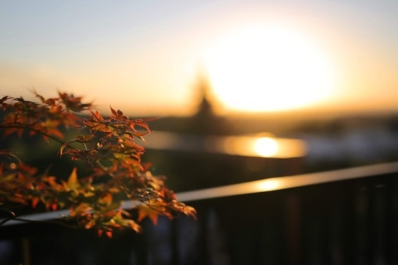 balcony, sunset, branches, sun, dawn, light, blur, color, landscape, leaf