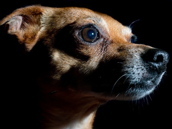pes, zväčšenie, portrét, foto štúdio, oko, nos, svetlo hnedá, plemeno, milý, domáce zviera