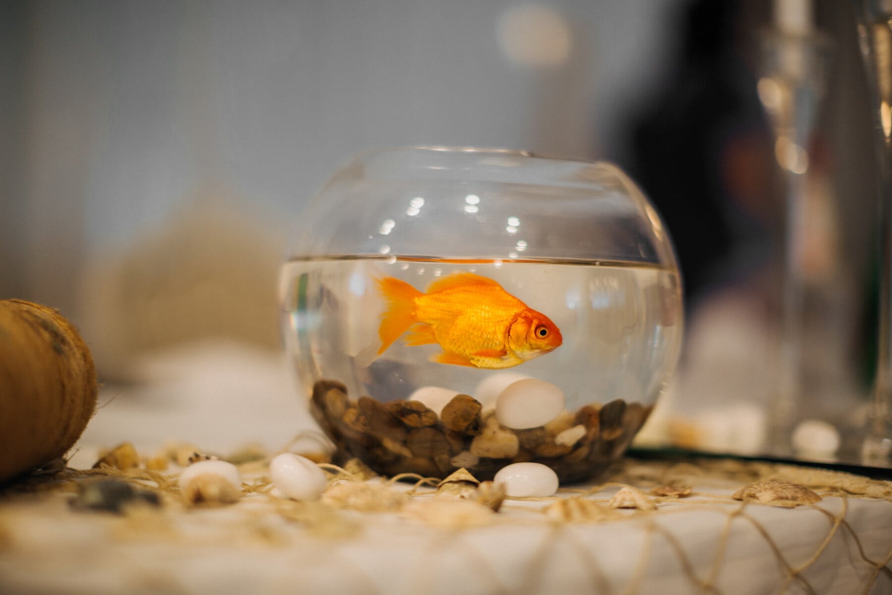 Золотая рыбка, Аквариум, миниатюра, дизайн интерьера, чаша, стекло, рыба, натюрморт, помещении, размытие