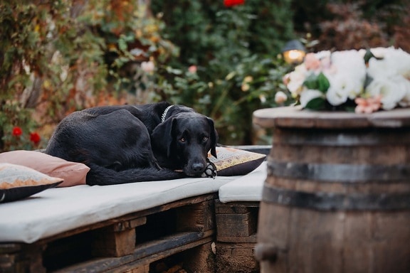 dog, black, laying, barrel, bench, wooden, hunting dog, canine, puppy, retriever