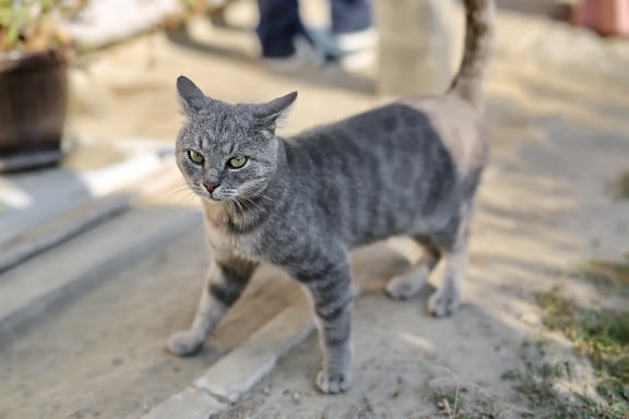 полосатый кот, серый, ходьба, домашняя кошка, глаза, зеленый, кошачьи, домашнее животное, мило, мех