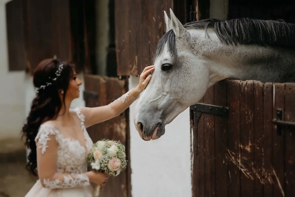 stallion, ranch, horse, barn, bride, woman, farm, animal, wedding, portrait